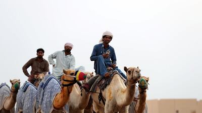 Camels are transported around the grounds of Al Marmoom Heritage Festival in Dubai. Chris Whiteoak / The National