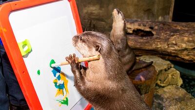 Dubai, UAE; December 3, 2013: Visitors will be amazed to see otters get up on their little feet, grab a brush, and paint a picture at Dubai Aquarium & Underwater Zoo, they wll perform until December 30, 2013. Cato, Tiny, Bitoy and Diego, all six-year-old male otters, have become masters of the brush. CREDIT: Courtesy Dubai Aquarium & Underwater Zoo
