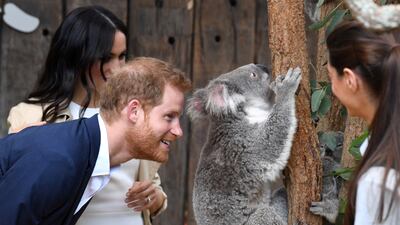 Prince Harry, Duke of Sussex, and Meghan, Duchess of Sussex, meet a koala during a visit to Taronga Zoo in Sydney in October 2018. AAP