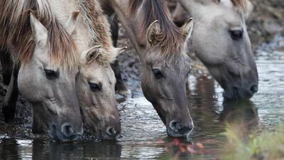 Wild horses of the Konik breed, which were donated to Belarus as part of a programme to restore animals characteristic of the region, are seen in the republican landscape reserve "Nalibokskaya Pushcha", near the village of Rum, Belarus. Reuters