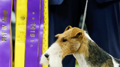 The top dog: A Wire Fox Terrier 'King' won the whole show. He took home the Best in Show group at the 143rd Westminster Kennel Club Dog Show in New York City. Photo: Reuters