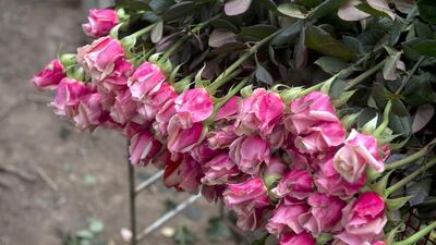 No less than 500 million of stems will be exported for the upcoming celebration mainly to the United States. Eitan Abramovich / AFP Photo