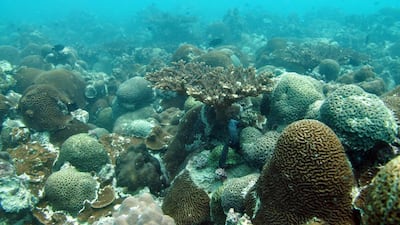 Coral bleaching in 2010 led to the loss of more than half of the acropora corals in Ras Ghanada, Abu Dhabi. Courtesy John Burt