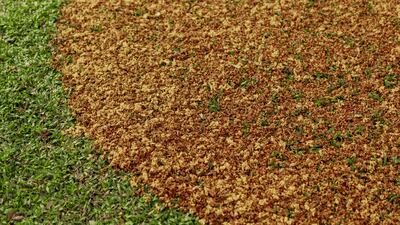 Works by Thava Thajendran will be displayed as part of Way of the Forest at 421 Arts Campus. Photo: 421