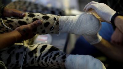 An adult male jaguar named Ousado receives treatment for burn injuries on his paws after a fire in Pantanal, at NGO Nex Institute in Corumba de Goias, Goias State. Reuters