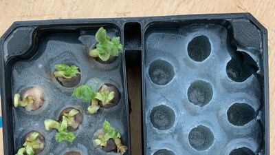 Israeli researchers are leading the ‘Space Hummus’ experiment, in which 28 chickpea seeds were sent to the International Space Station aboard a Nasa cargo mission on February 19. Photo: Space Hummus