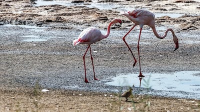 Flamingos prepare to take to the skies as part of an effort to gain greater insight into their migration patterns.