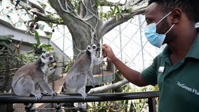 Biologist Peter Njoroge feeds ring-tailed lemurs. Chris Whiteoak / The National