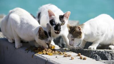 Readers call on people to treat pets and stray animals sympathetically. Christopher Pike / The National