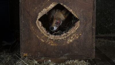 The face of the persecuted by Neil Aldridge, from South Africa, which has been Highly Commended in the Photojournalism category. Neil Aldridge/ Wildlife Photographer of the Year/ PA