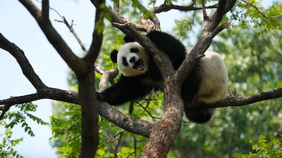 A giant panda reacts to visitors at the zoo on the last day of the May Day holidays in Beijing, Wednesday, May 3, 2023. (AP Photo / Ng Han Guan)