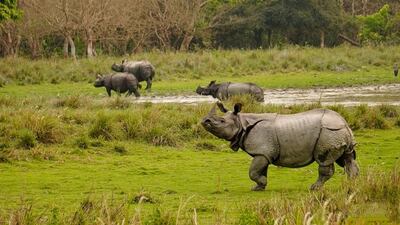 India’s Greater One-Horned rhinoceros
