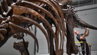 Fred Deurman from of Naturalis Biodiversity Center unpacks Trix the T Rex at Glasgows Kelvin Hall, the worlds only real touring Tyrannosaurus rex skeleton. Getty