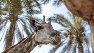 Four-year-old Mary was born in captivity in South Africa. Victor Besa/The National