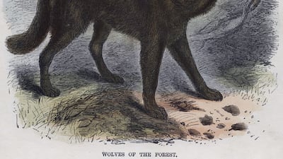 The return of the grey wolf to a broken United Kingdom is at the heart of Sarah Hall's new novel. Universal History Archive / UIG via Getty Images