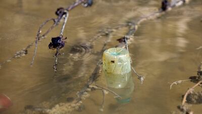 Crabs scurry around a plastic bottle floating in the water in the Eastern Mangroves near the East Road. Mangroves, natural saline habitants, are affected by erosion caused by development of the surrounding islands, widening the natural channels and thus i???