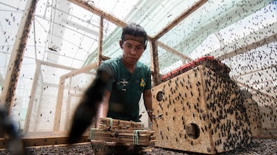In Guapiles, Costa Rica, a worker collects black soldier fly larvae at a factory to produce food for animals and pets sustainably while conserving the environment. AFP