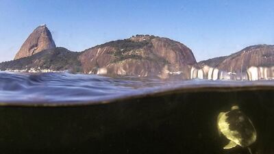 A turtle swims in the Guanabara Bay Rio de Janeiro, Brazil, 18 May 2020. EPA