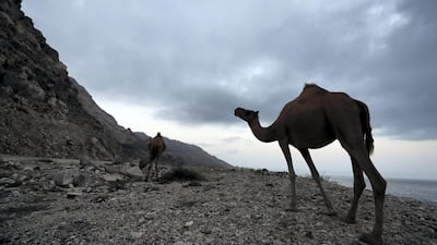 The modern south Arabian language of Bathari is spoken by a handful of people from the remote region around Shuwaimiyyah, 300 km west of Salalah, Oman.
