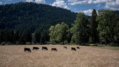 Cows graze in drought-stricken fields near Les Brenets, Switzerland. AFP