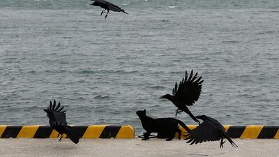 A cat looks at flying crows along the Shigu coast in Fukuoka, southern Japan. AP Photo