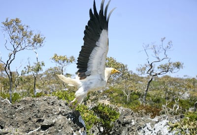 An Egyptian vulture flies in the Socotra island March 27, 2008. The population of the Egyptian vultures in Socotra is over 1,000, making the island the highest concentration in for the endangered bird in the world. REUTERS