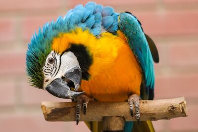 Take the little ones to Umm Al Emarat Park for an Al Ain Zoo pop-up. Photo: Umm Al Emarat Park