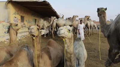 Camels sell for more depending on the animal's age and health.