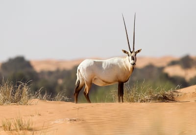 Saudi authorities say the Arabian oryx is part of the region's identity. Sarah Dea / The National