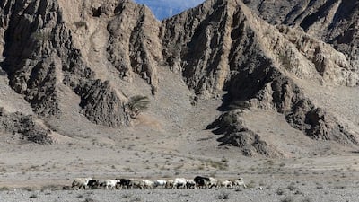 Wadi Al Bih in Ras Al Khaimah presented scientists studying the Earth with a window into the past. Pawan Singh / The National
