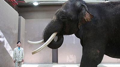 Koshik, a 22-year-old Asian elephant, puts his trunk in his mouth to talk 'human'.