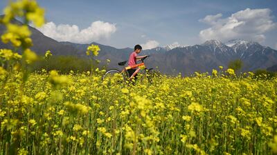 A colourful mustard field on the outskirts of Srinagar. AFP