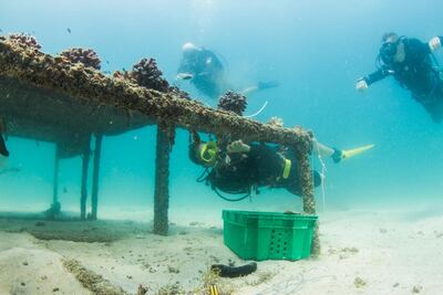 Freestyle Divers' coral nursery. Courtesy Freestyle Divers