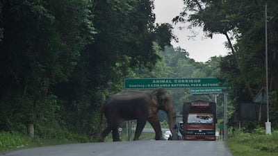 An estimated 1,100 people died in India from elephant or tiger attacks in the three years to May 2017. Anupam Nath / AP