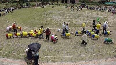 Farmers walk teams of sheep dressed in jerseys of Brazil’s, right, and Colombia’s football teams before a sheep football match in Nobsa, Colombia on Sunday. The match was part of the International Poncho Day, celebrated every year in this region of central Colombia where local craftsmen make sheep wool ponchos using ancestral techniques. AP Photo/Javier Galeano
