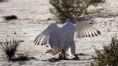 Falconry is a popular sport throughout the Middle East and the UAE has thousands of enthusiasts.