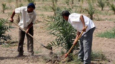 Farmers plant date palms on the outskirts of Baghdad. The number of date palms in Iraq dropped from 32 million about 50 years ago to 12 million as a result of decades of warfare. Ahmad Al Rubaye / AFP