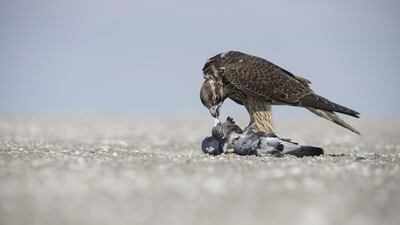 A female falcon feeds on a freshly-killed pigeon, shortly after she has been released into the wild.