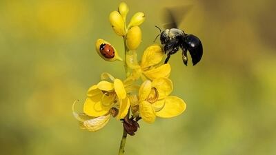 Courtesy Cartoon Art Gallery