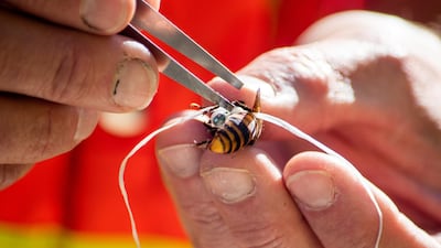 An entomologist uses dental floss to tie a radio tracking device on to one of three Asian giant hornets used to track down their colony to a tree near Blaine in Washington state. WSDA via Reuters