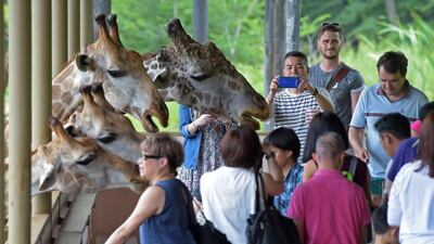 Tourists feed giraffes.