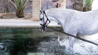 Khalid Khalifa Al Naboodah guides his horse on a morning swim.