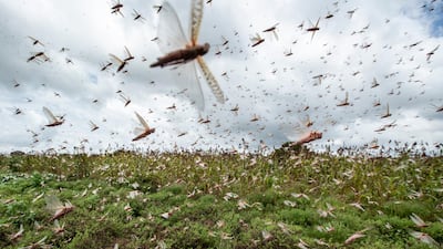 Swarms of desert locusts fly up into the air from crops in Katitika village, Kitui county, Kenya. AP