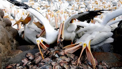 White pelicans, one of the largest birds in Canada and the US, are seen on the shore of the Chapala lagoon in Cojumatlan de Regules, Mexico. AFP