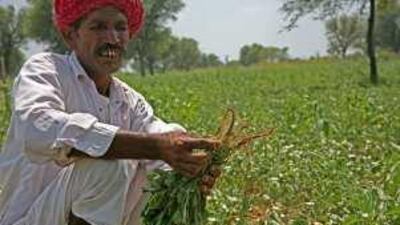Farmers such as Ram Karan Saini have no option but to wait for the life-giving rains.