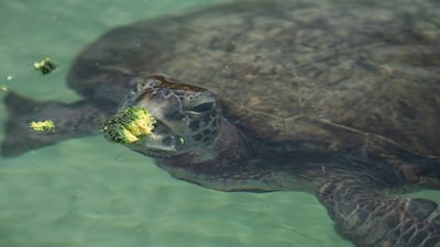 Rescued turtles once hindered by ingesting plastic due to human activities, are now enjoying a healthier diet of broccoli at Jumeirah Al Naseem, a part of project in Dubai