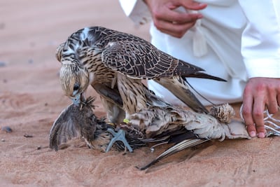 Each bird hunts a specific type of prey. Victor Besa / The National