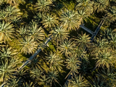 The Falaj irrigation system in Al Ain features in 'Emirates from Above'. Photo: National Geographic