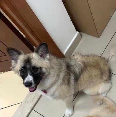 Ahmed Saeed was reunited with his dog Rina thanks to social media. Courtesy Ahmed Saeed