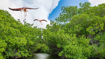 Highly Commended, Mangroves & Wildlife, Lorenzo Mittiga, Netherlands Antilles. Photo: Lorenzo Mittiga / Mangrove Photography Awards